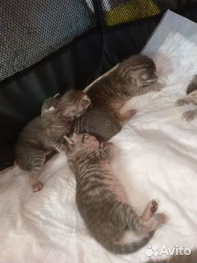 Котята