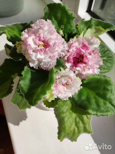 Фиалка лф-Яблочный зефир