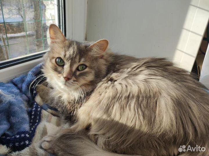 Ненавязчивая сибирская кошка в добрые руки