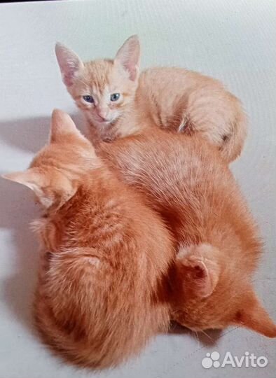 Котята в добрые руки