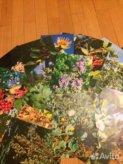 Книги садоводство Набор открыток зелен аптека #2