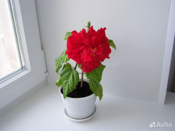 Гибискус красный махровый