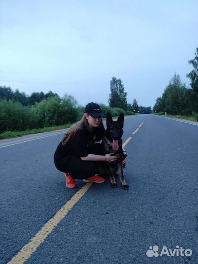 Передержка животных и дрессировка собак