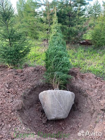 Ель обыкновенная