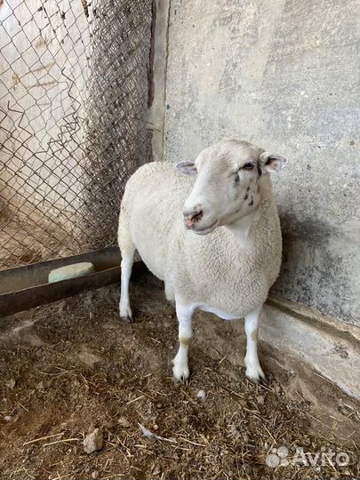 Баран Дорпер