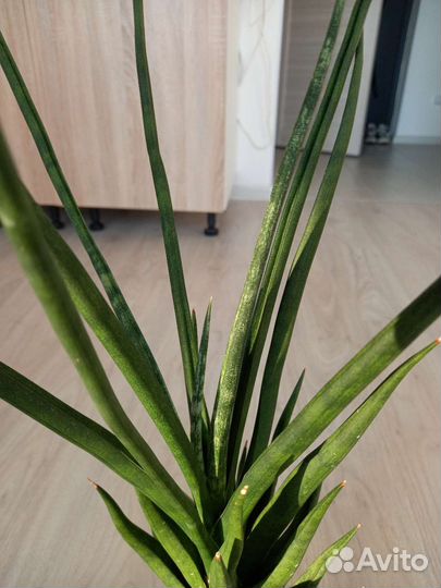 Сансевиерия францизи