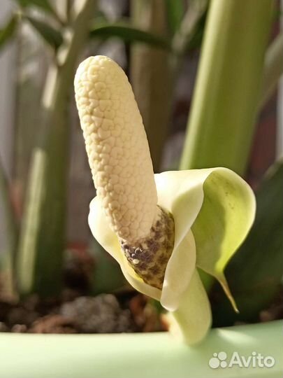 Замиокулькас