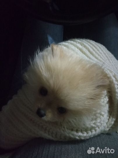 Померанский шпиц