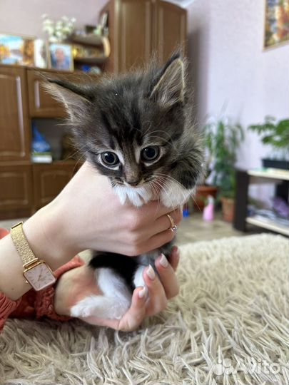 Котята в добрые руки даром