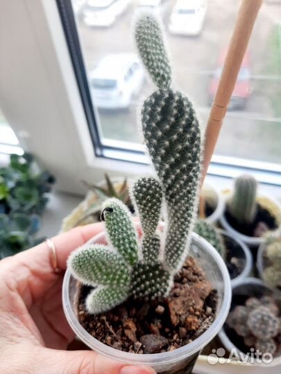 Кактусы и суккуленты