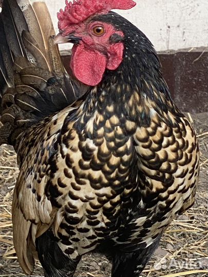 Петухи карликовые