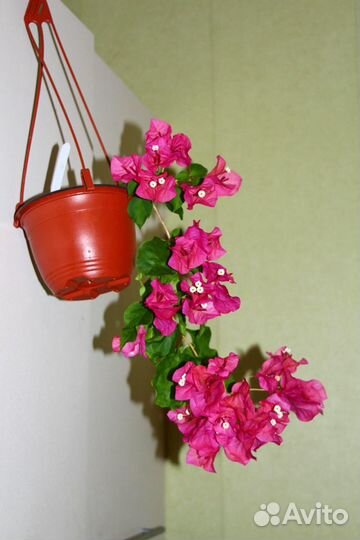 Бугенвиллия