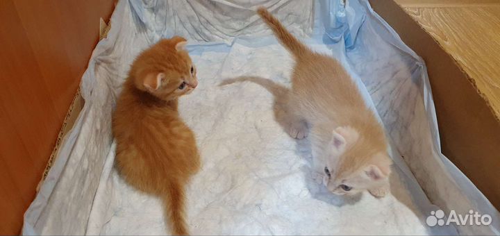 Кошки в добрые руки
