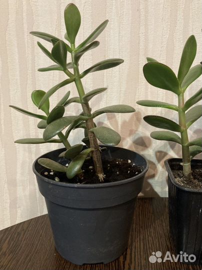 Толстянка, Сциндапсус, традесканция Рео