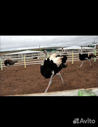 Тур Страусиная ферма и Таратау