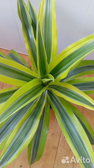 Драцена фрагранс Лемон Лайм