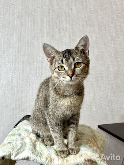 Котенок девочка ищет дом