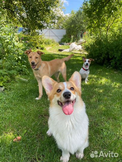 Дрессировка собак, передержка собак, кинолог