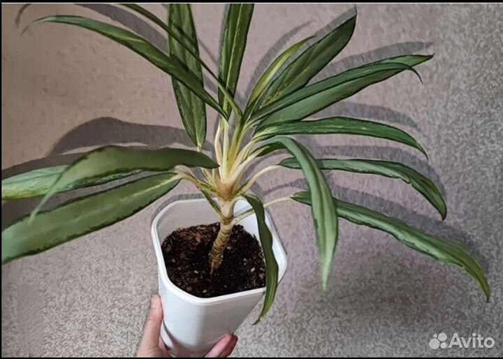 Растения для подарка, доставка, упаковка