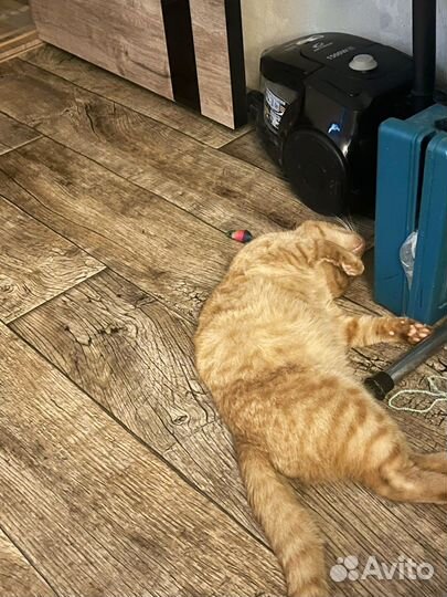 Котик в поисках семьи