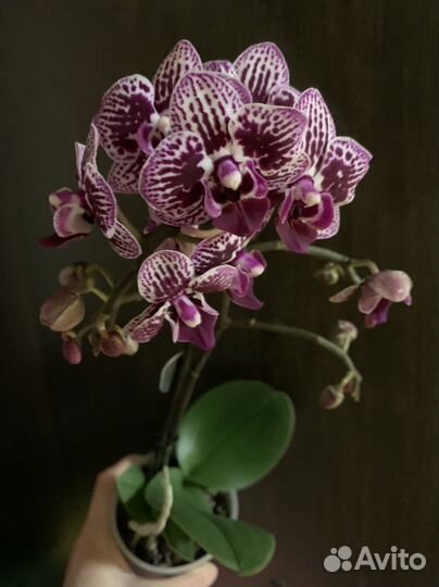 Орхидея фаленопсис мультифлора