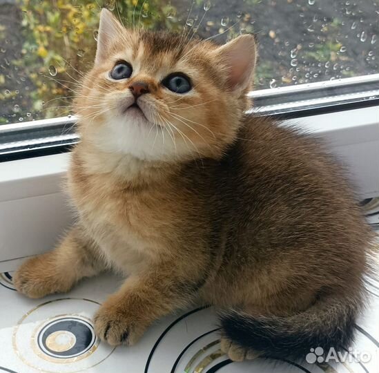 Британский кот