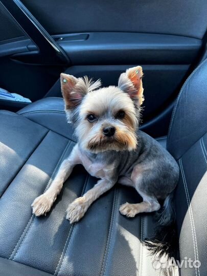 Йоркширский терьер ищет подружку