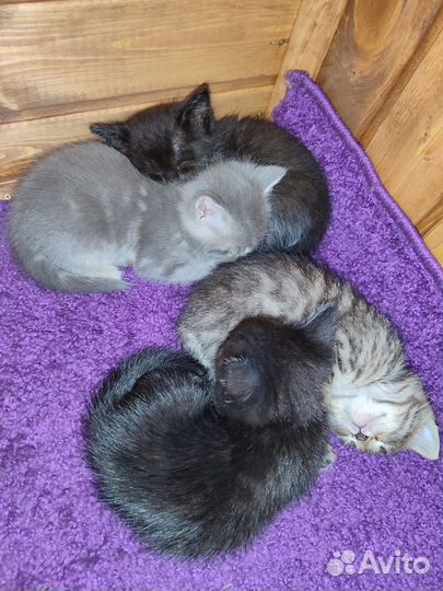 Котята в добрые руки