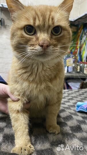 Котик в добрые ручки