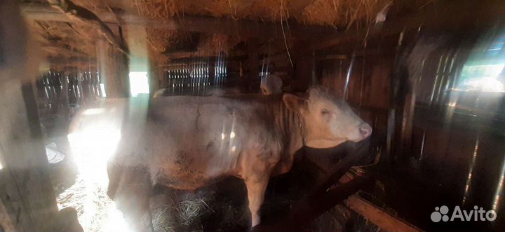 Бычки и быки