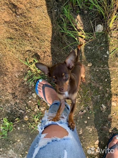 Вязка Той-терьер