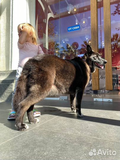 Собака ищет дом