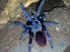 Скорпион и паук объявление продам