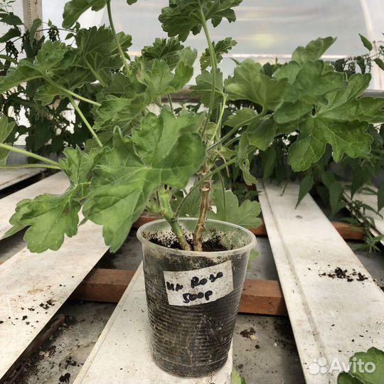 Пеларгония герань Зонартик Rous