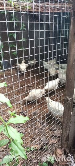 Цыплята Доминанты. Несушки