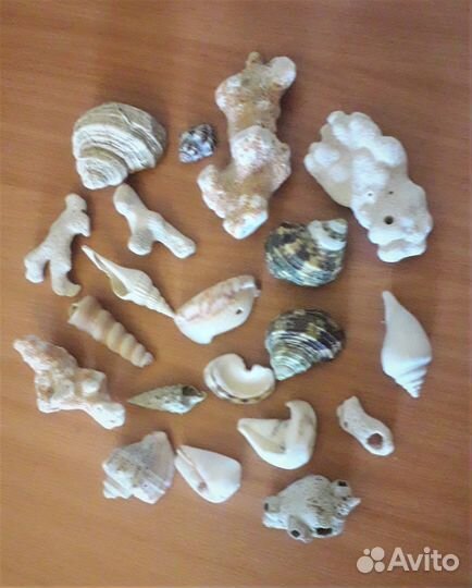 Набор ракушек и кораллов из Индийского океана