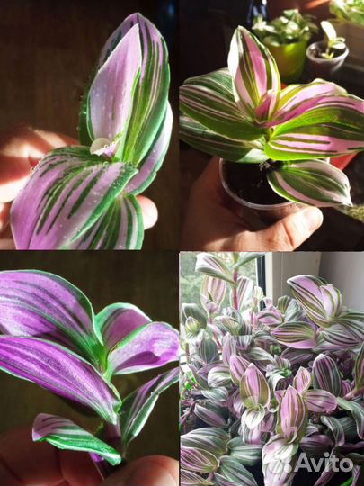 Траденсканция