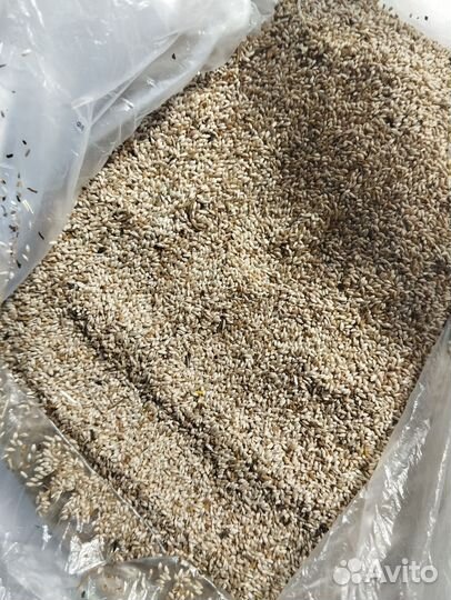 Тимофеевка семена