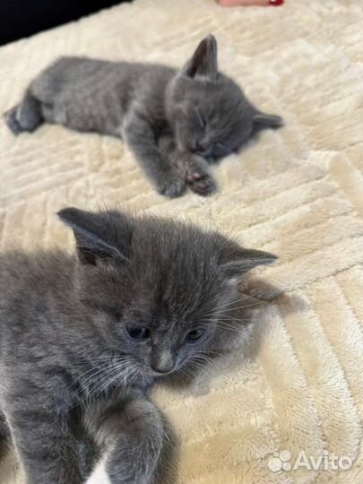 Кошка в дар