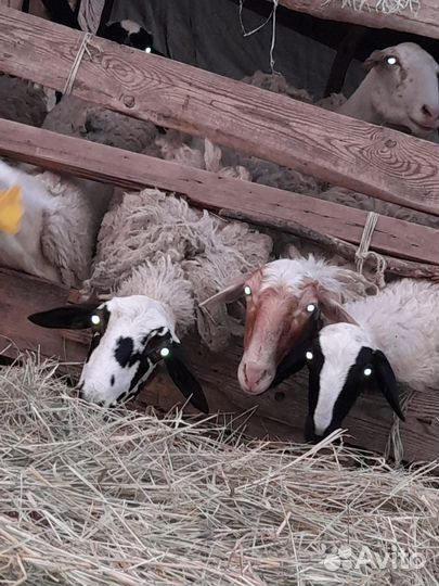 Овцы бараны