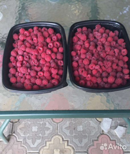 Саженцы малины,ирги,калины,абрикос, виноград,слива