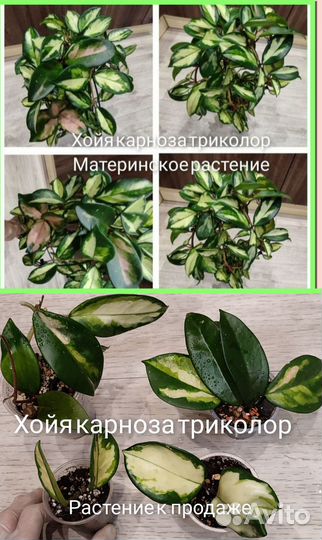 Комнатные цветы. Хойя ваетти, карноза триколор