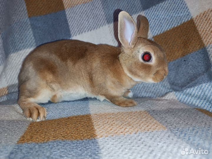 Декоративные кролики