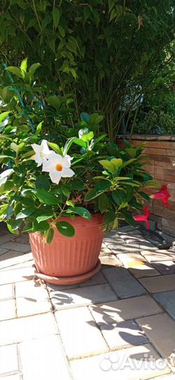 Олеандр большой