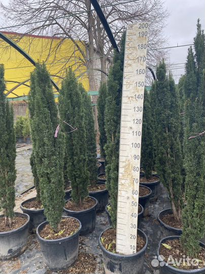 Тис шар,ягодный фастигиат,хилли,хикси,репандерс