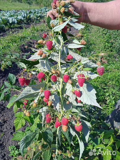 Саженцы ремонтантной малины