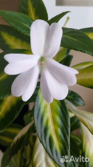 Бальзамин вариегатный