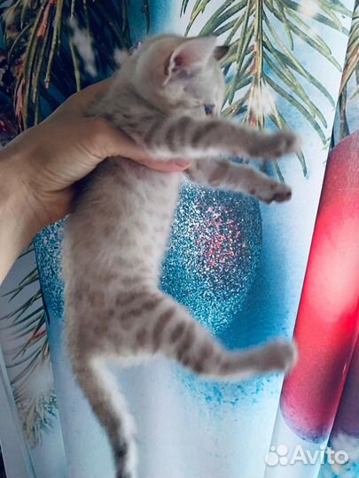 Бенгал, вязка