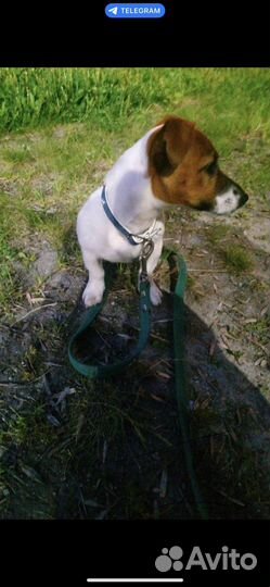 Выгул собак