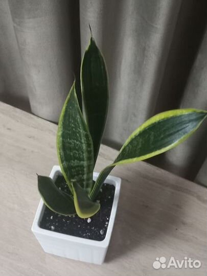 Сансевиерия Лауренти
